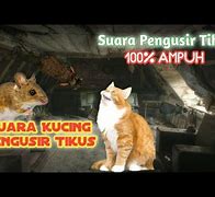 Suara Kucing Pengusir Tikus